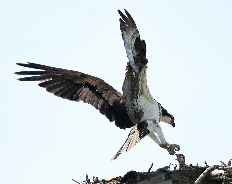 Western Osprey female adult, identification, Flight, feeding habits, Reproduction-nesting, Behaviour