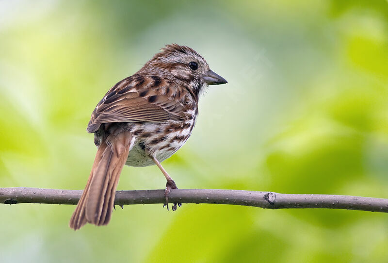 Song Sparrow, identification, Behaviour