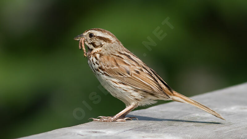 Song Sparrow, identification, feeding habits, Behaviour