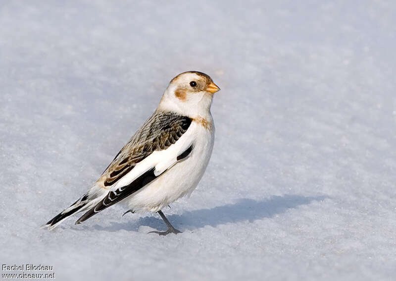 Snow Bunting male adult post breeding, identification