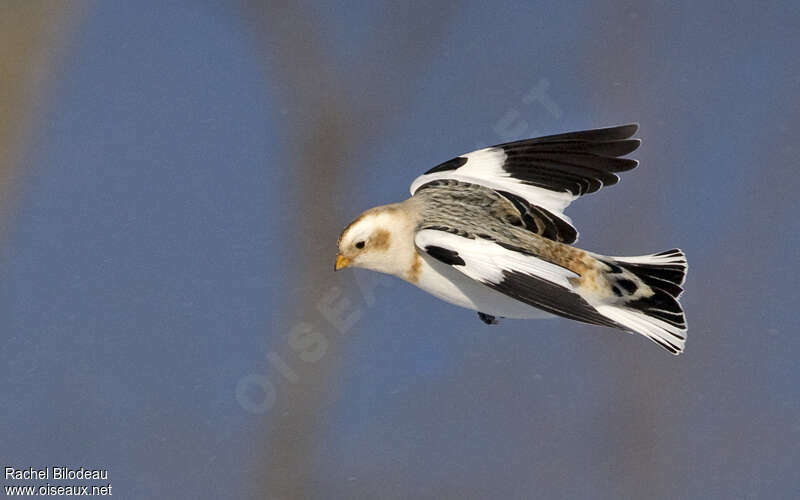 Snow Bunting male adult post breeding, Flight, Behaviour