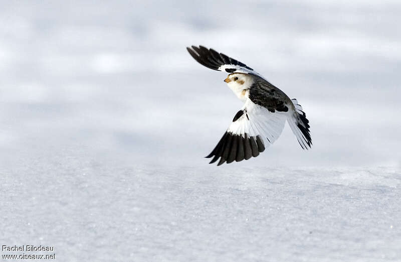 Snow Bunting male adult, Flight