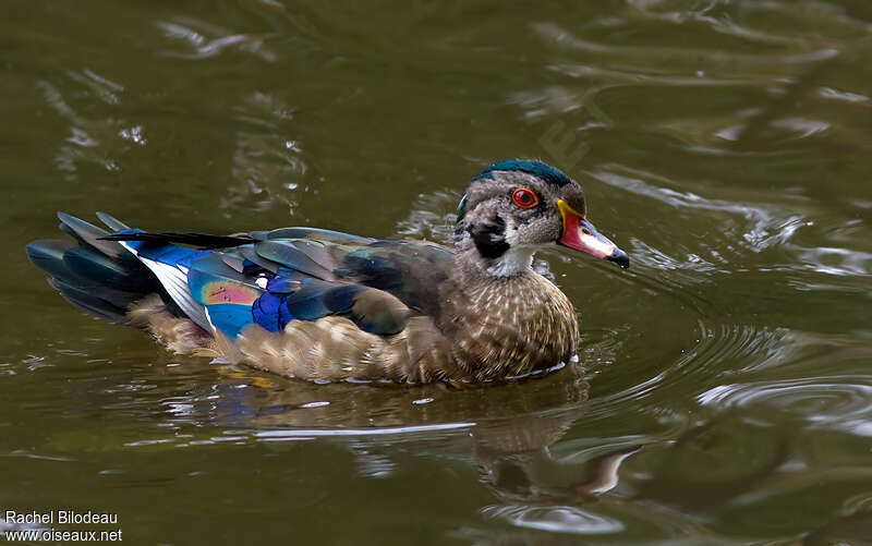 Wood Duck male adult transition, identification