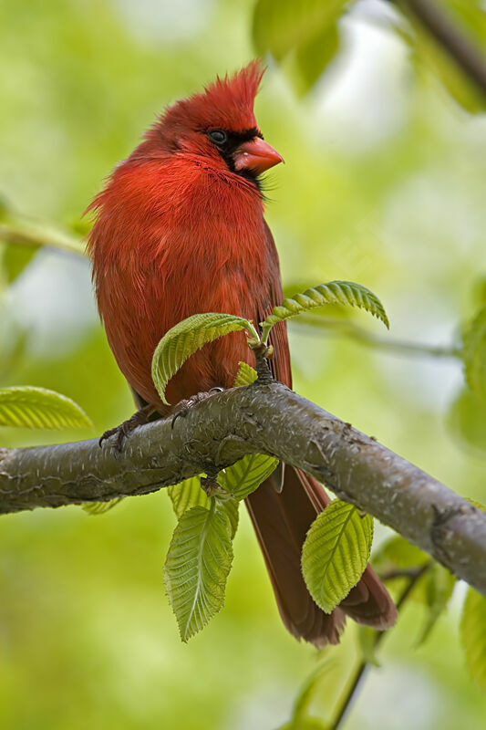 Northern Cardinal male adult