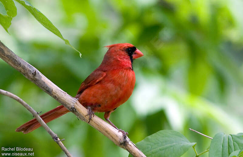 Northern Cardinal male adult, identification