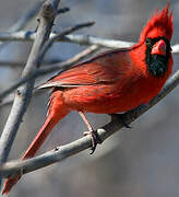 Northern Cardinal
