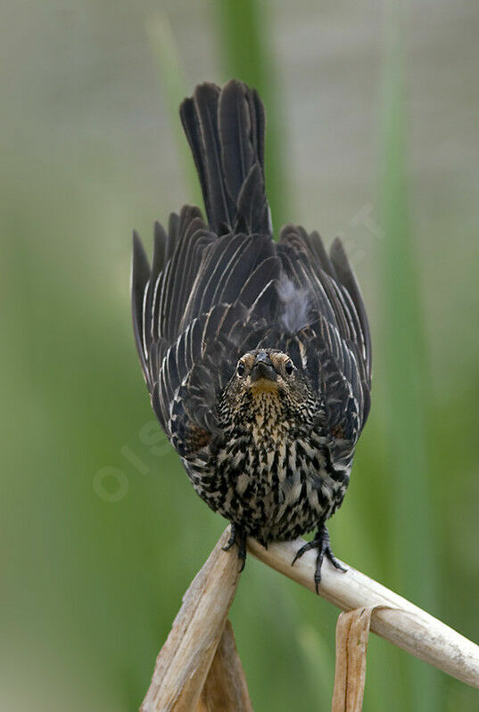 Red-winged Blackbird female