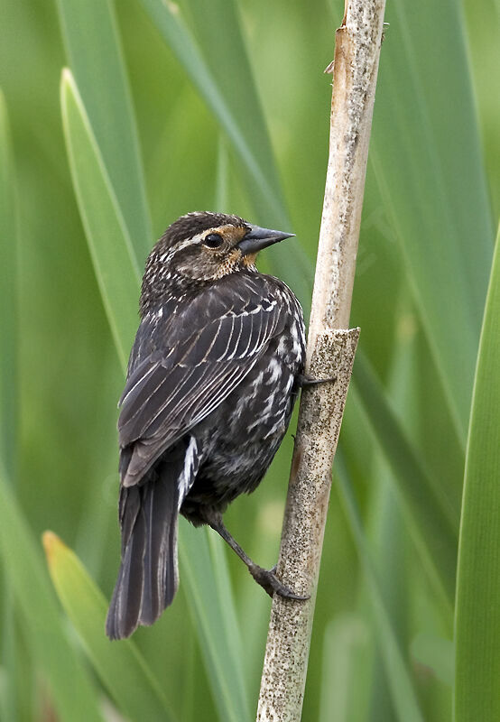 Red-winged Blackbird female adult breeding
