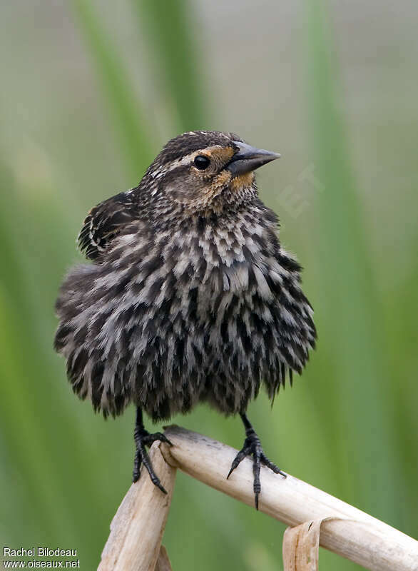 Red-winged Blackbird female adult breeding, close-up portrait