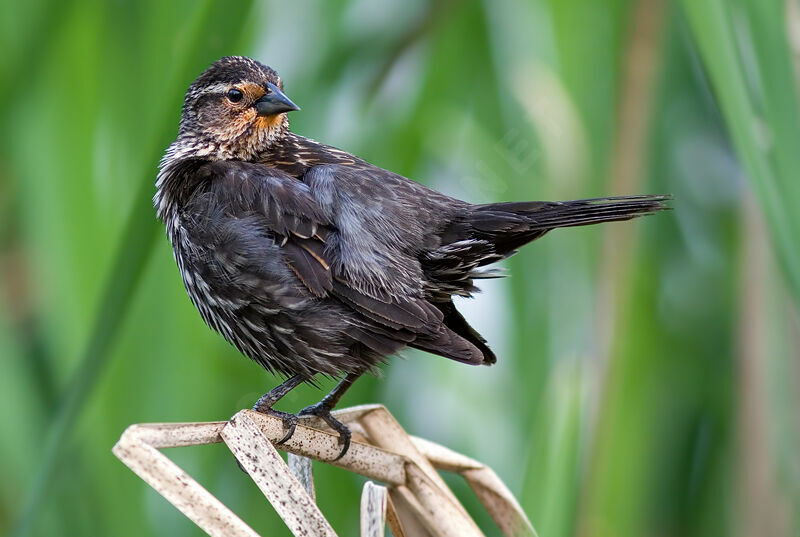 Red-winged Blackbird female adult