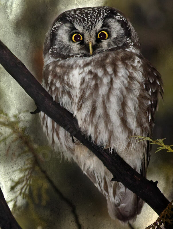 Boreal Owl, identification, Behaviour