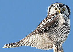 Northern Hawk-Owl