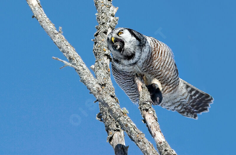 Northern Hawk-Owl, Behaviour