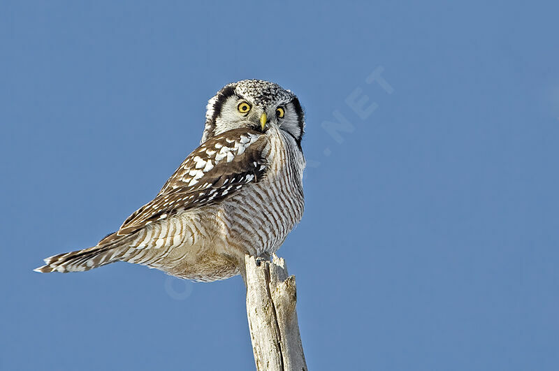 Northern Hawk-Owl, identification, Behaviour