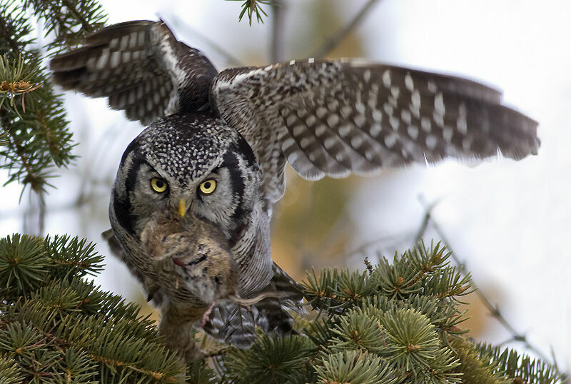 Northern Hawk-Owl, identification, feeding habits, Behaviour