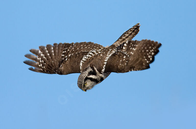 Northern Hawk-Owl, Flight, Behaviour