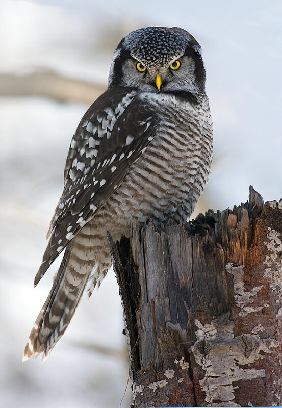 Northern Hawk-Owl, identification, Behaviour
