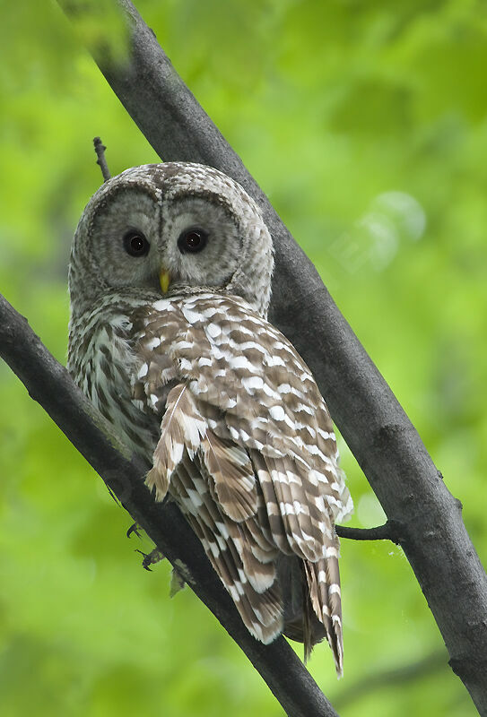 Barred Owl female adult