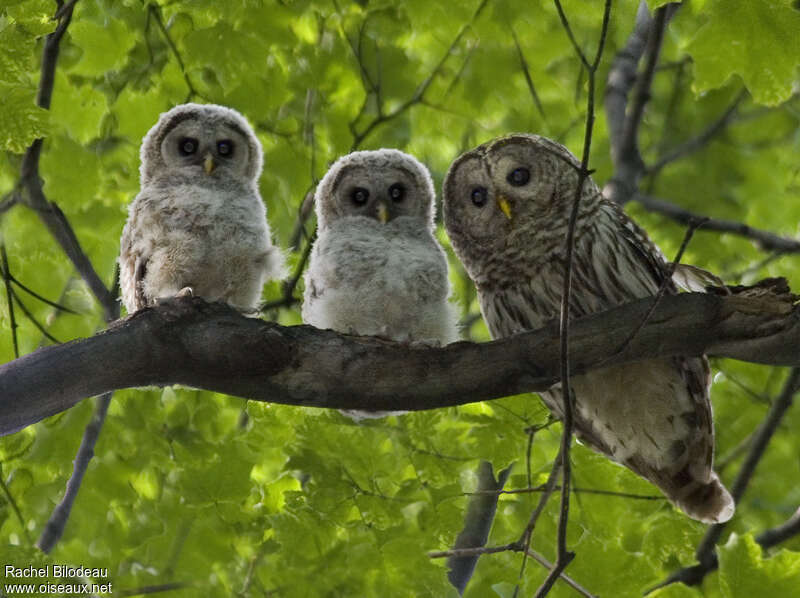 Barred Owl, habitat