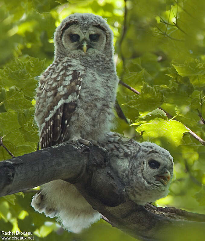 Barred Owljuvenile, identification