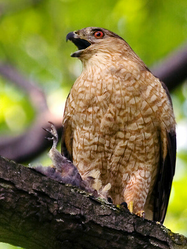 Cooper's Hawk female adult