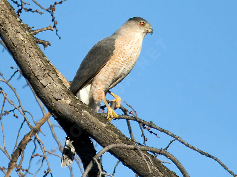 Cooper's Hawk male adult