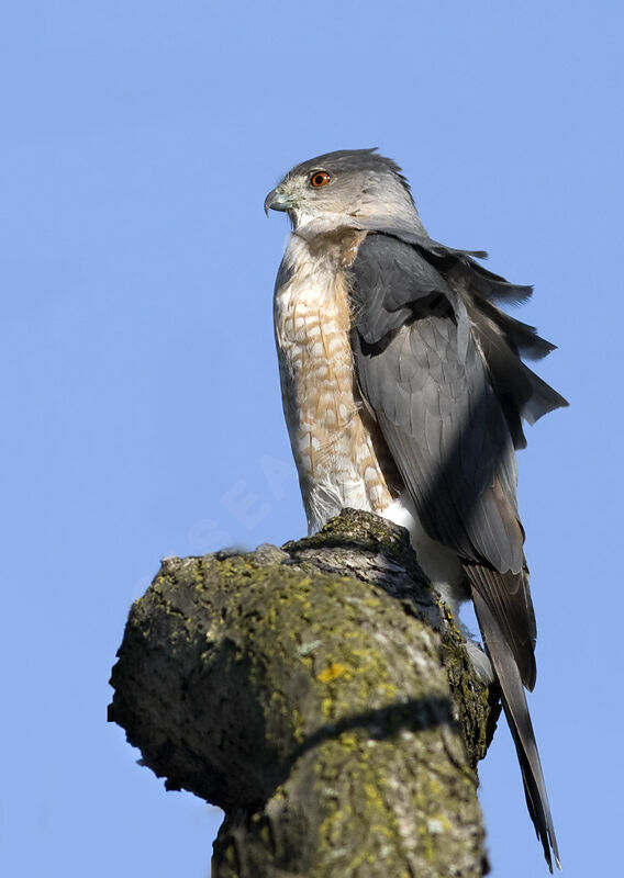 Cooper's Hawk male adult, identification