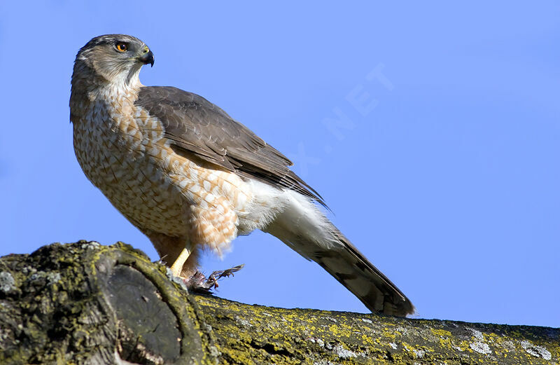 Cooper's Hawk female adult, identification, feeding habits, Behaviour