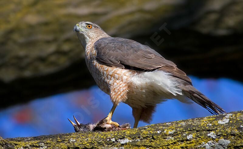 Cooper's Hawk female adult, identification, Behaviour