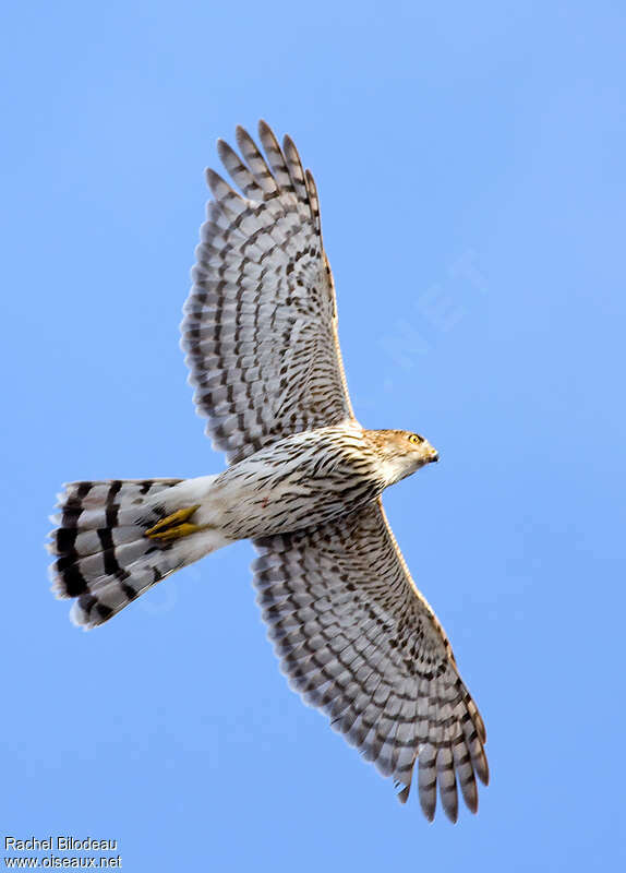 Cooper's Hawkjuvenile, Flight