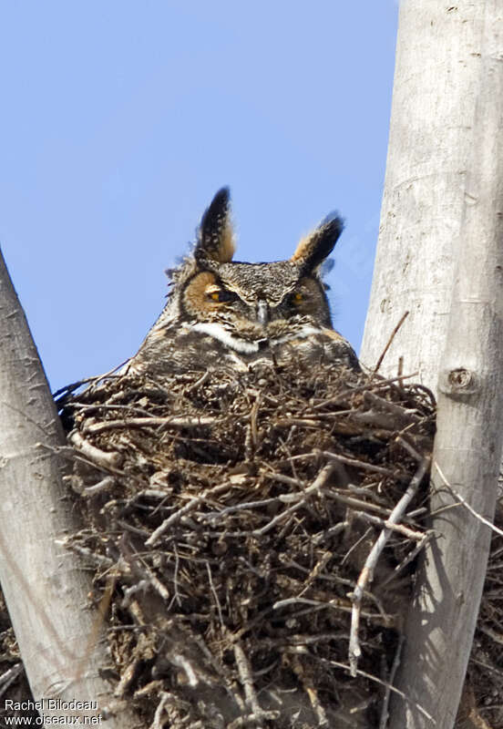 Great Horned Owl female adult, Reproduction-nesting