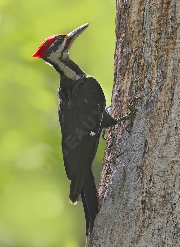 Pileated Woodpecker male adult, identification, Behaviour
