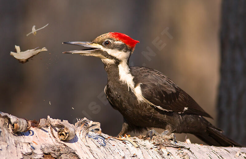 Pileated Woodpecker female, identification, feeding habits, Behaviour