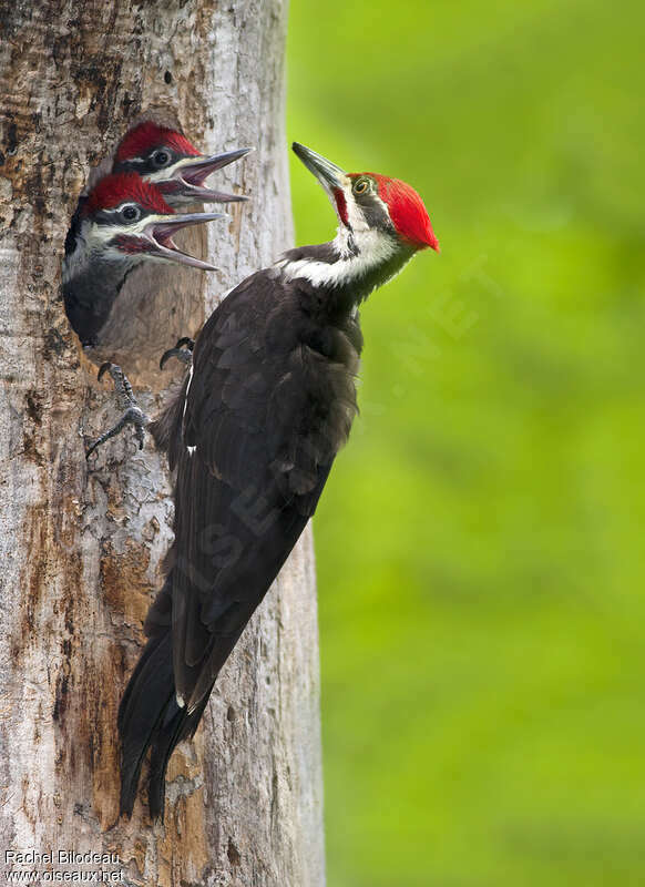 Pileated Woodpecker, pigmentation, Reproduction-nesting, Behaviour