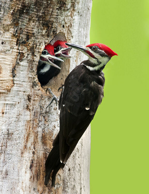Pileated Woodpecker male adult, identification, Reproduction-nesting, Behaviour