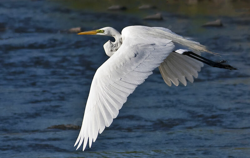 Great Egret, identification, Flight, Behaviour