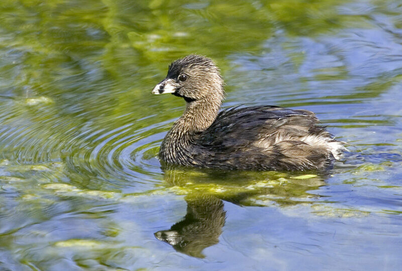 Pied-billed Grebe female adult