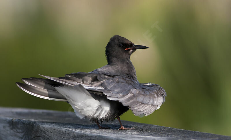 Black Tern, identification, Behaviour