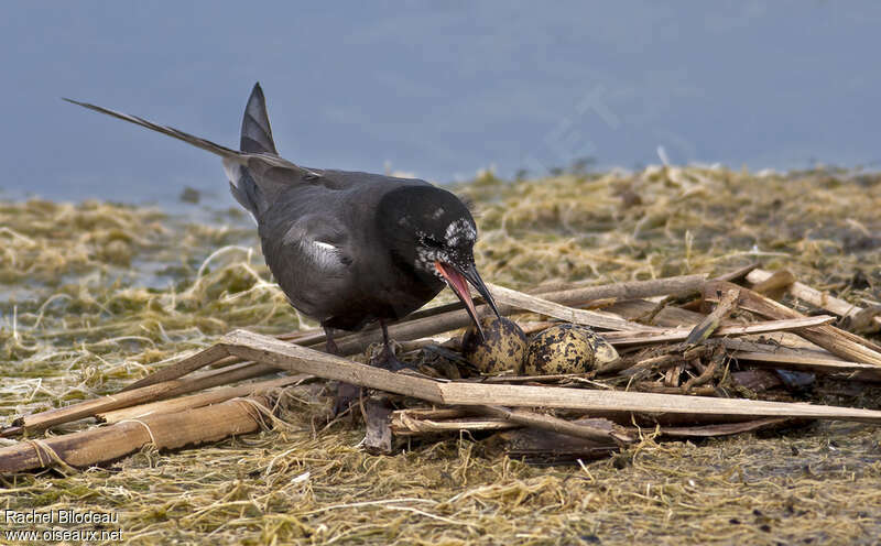 Black Ternadult breeding, Reproduction-nesting, Behaviour