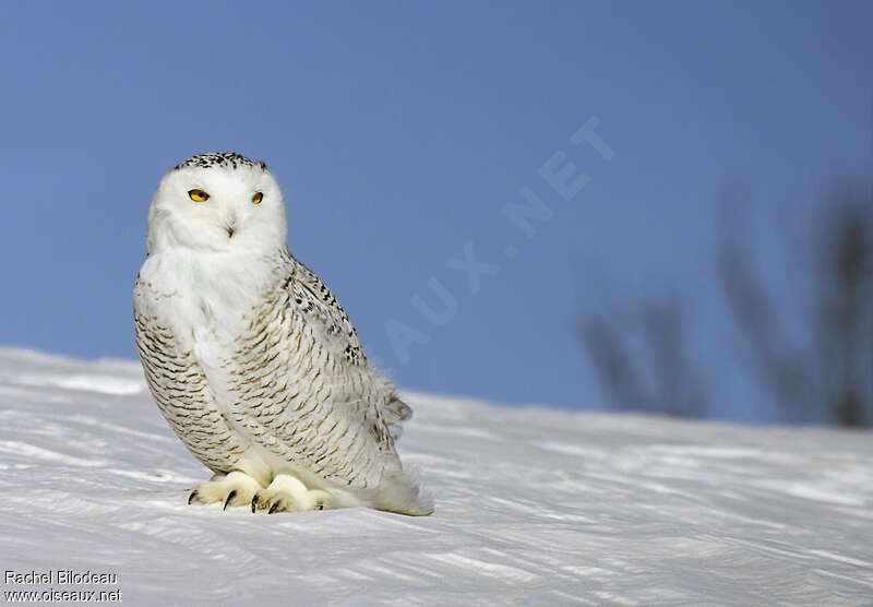 Snowy Owl female