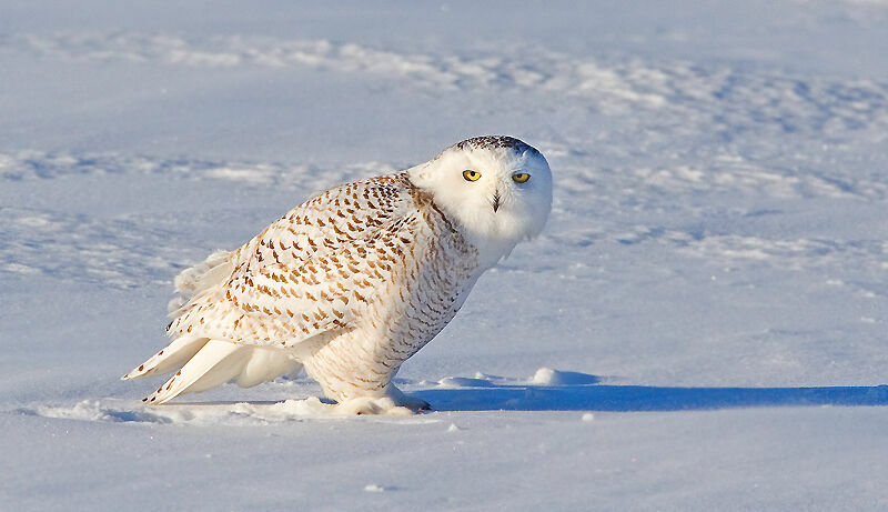 Snowy Owl female adult, pigmentation