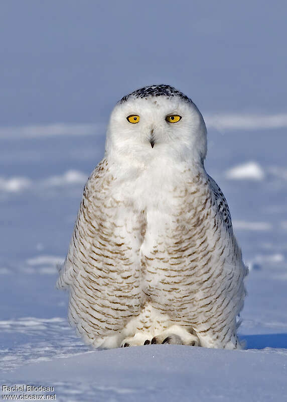 Snowy Owl female, close-up portrait