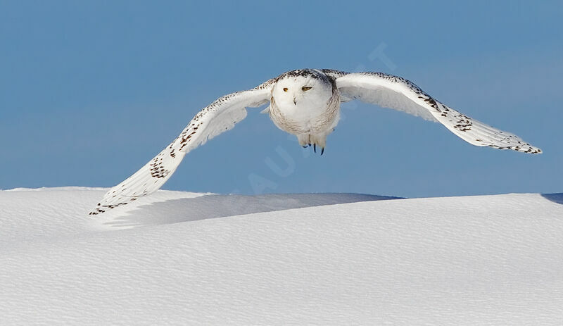 Snowy Owl female
