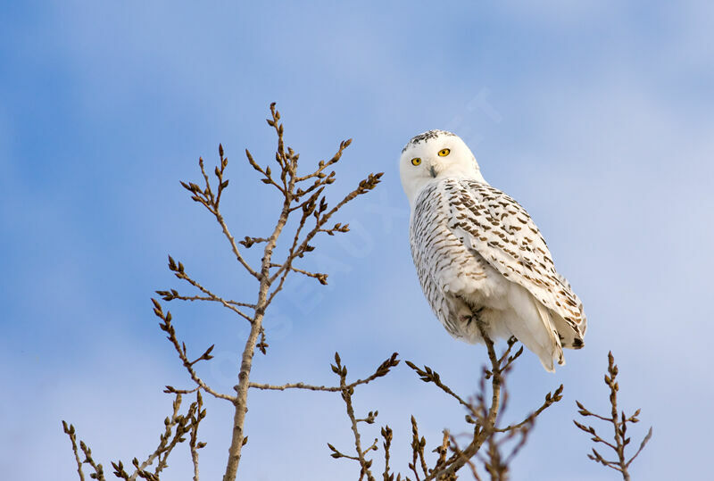 Snowy Owljuvenile