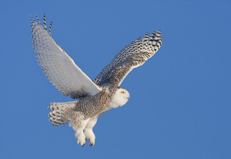 Snowy Owl female, Flight