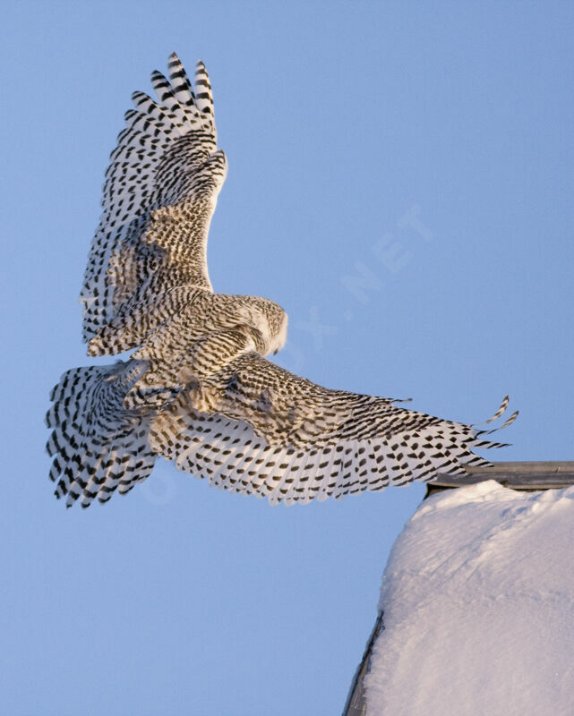 Snowy Owl female, Flight