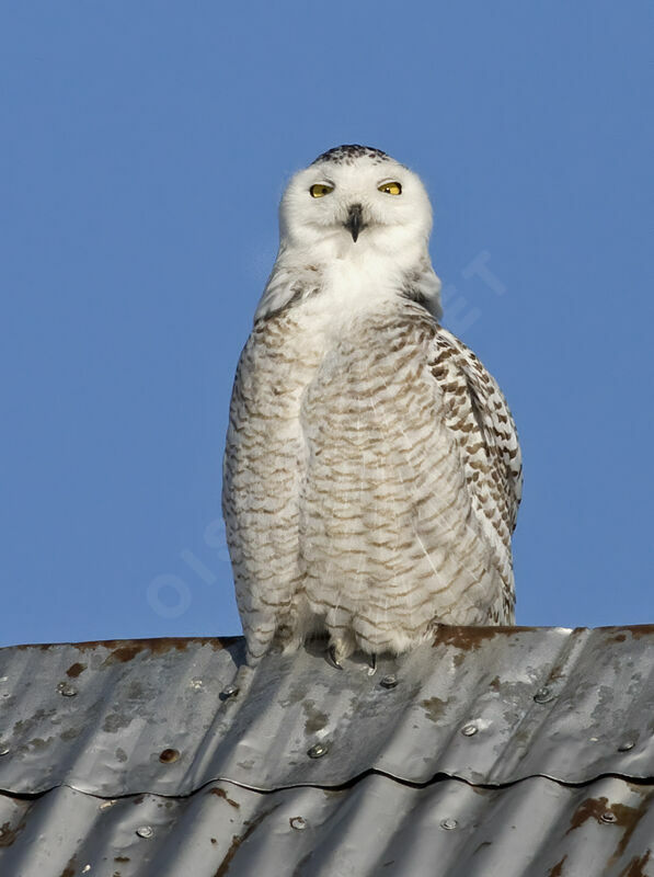 Snowy Owljuvenile, identification, Behaviour