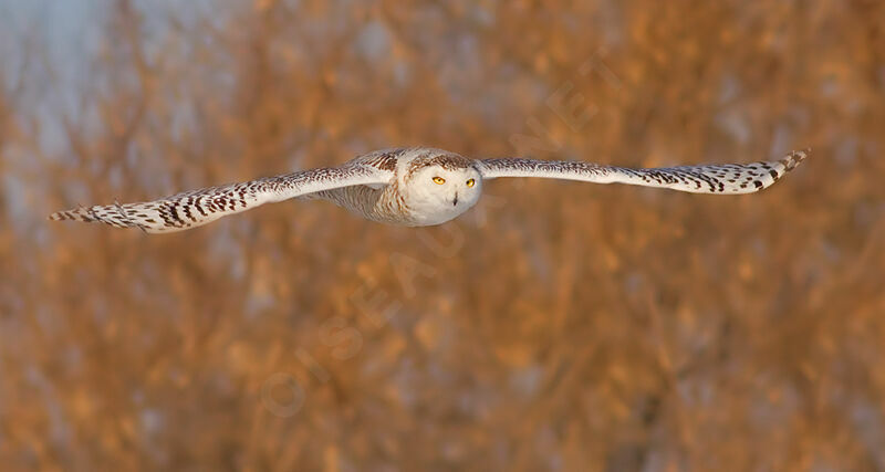 Snowy Owljuvenile, Flight