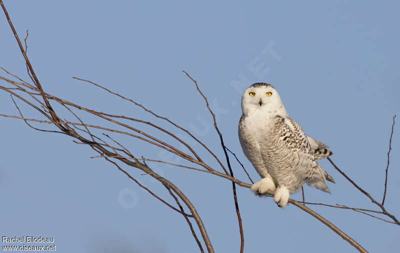 Snowy Owljuvenile, Behaviour
