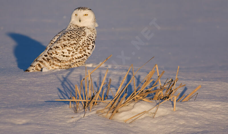 Snowy Owl, identification, Behaviour